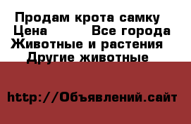 Продам крота самку › Цена ­ 200 - Все города Животные и растения » Другие животные   